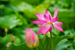 Blooming lotus flower on the surface of the lake