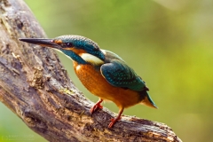 Kingfisher (Alcedo atthis) watching for prey, sitting on a branch