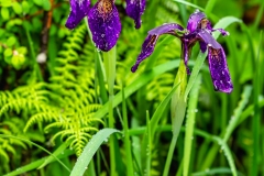 Wet Siberian iris in a nature reserve Potatso (Pudacuo) - Shangri-La