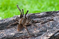 tarantula-topb