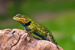 iguanab