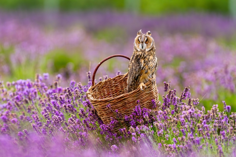 Fauna_kalous-usaty-v-levanduli-